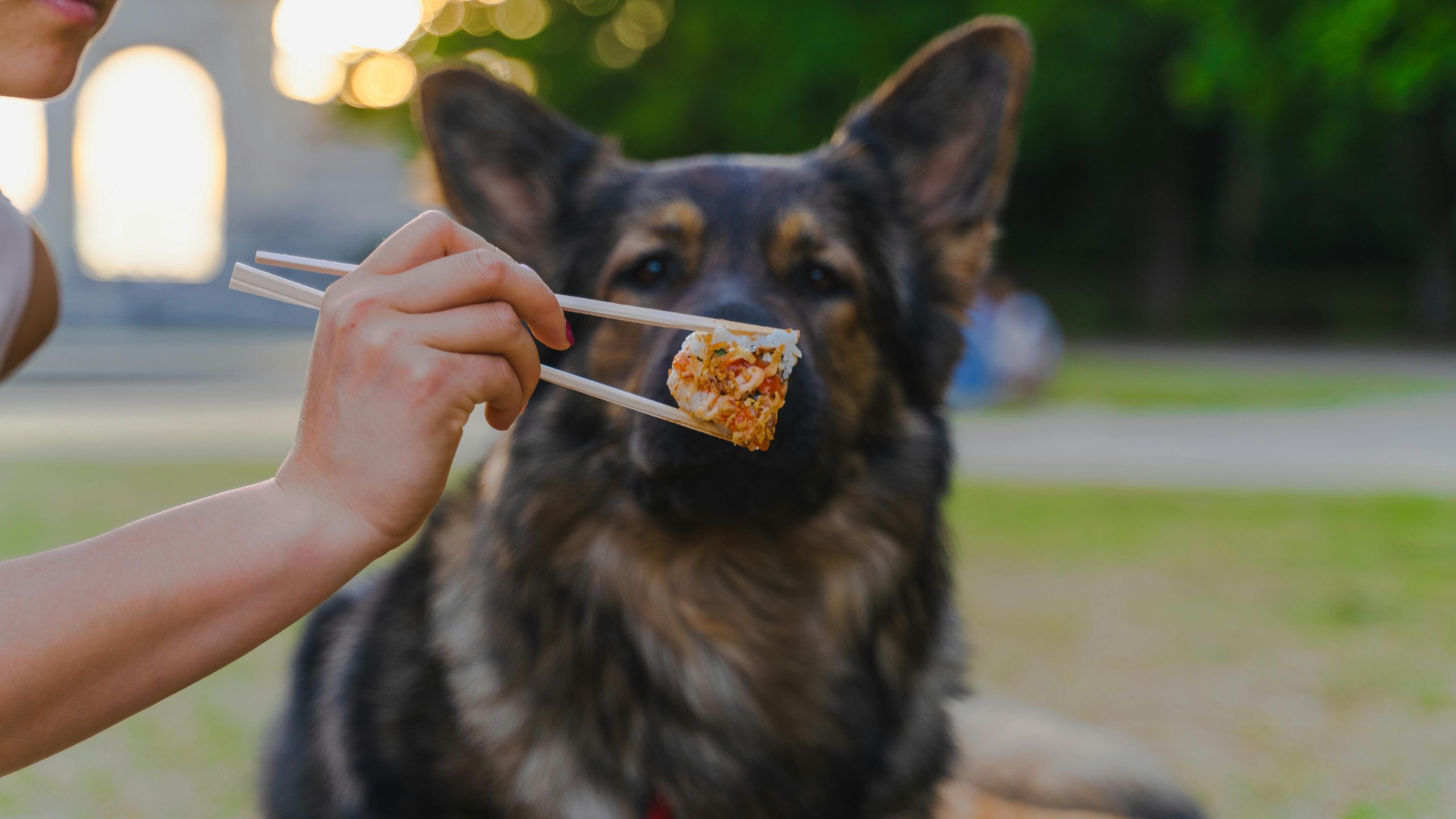 Worst dog food for German Shepherd