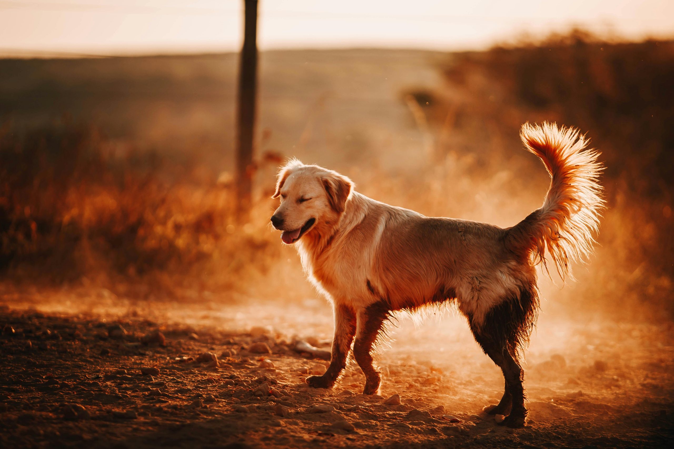 Best dog food for french bulldogs